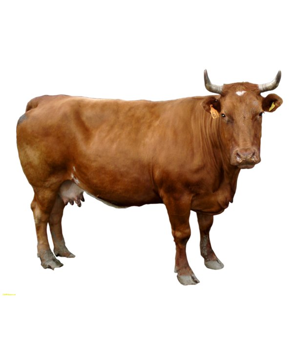 Animal farmcow