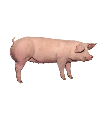 Animal farm pig photo